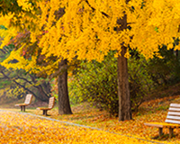 symbol_tree