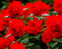symbol_flower